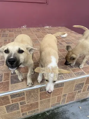 3-6 months Male Mixed Breed Dog