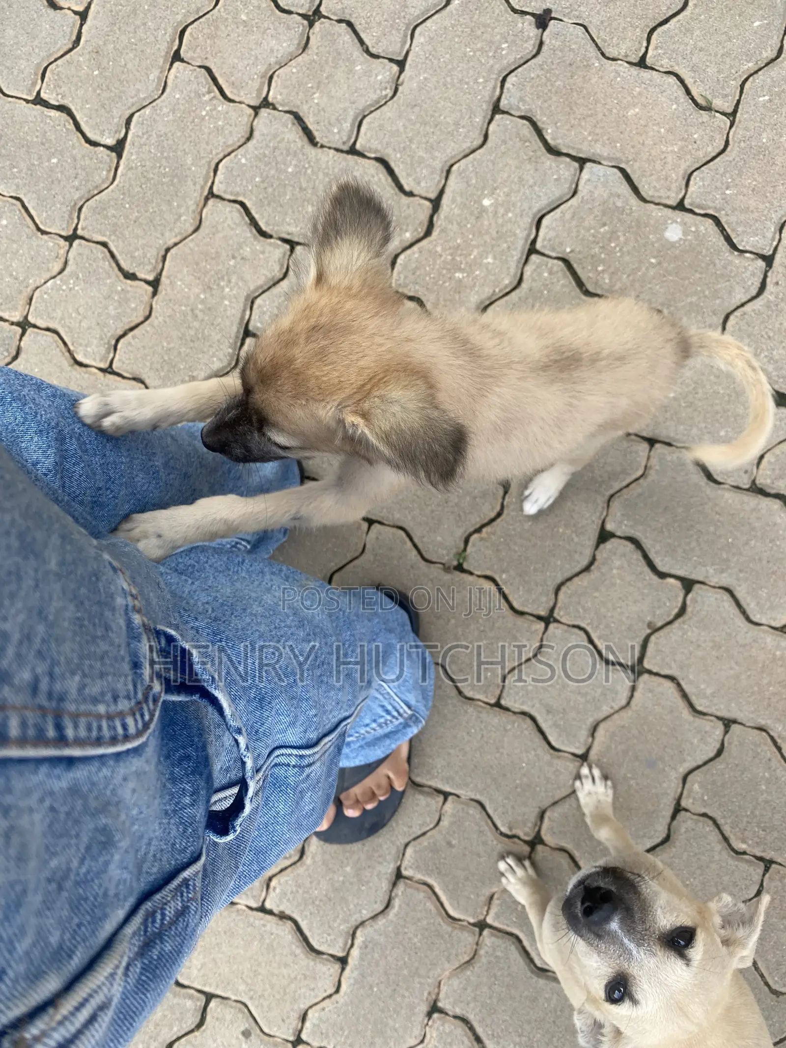 3-6 months Male Mixed Breed Dog