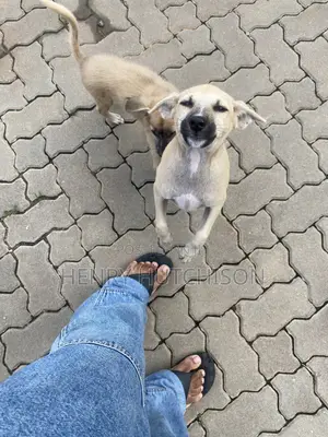 3-6 months Male Mixed Breed Dog