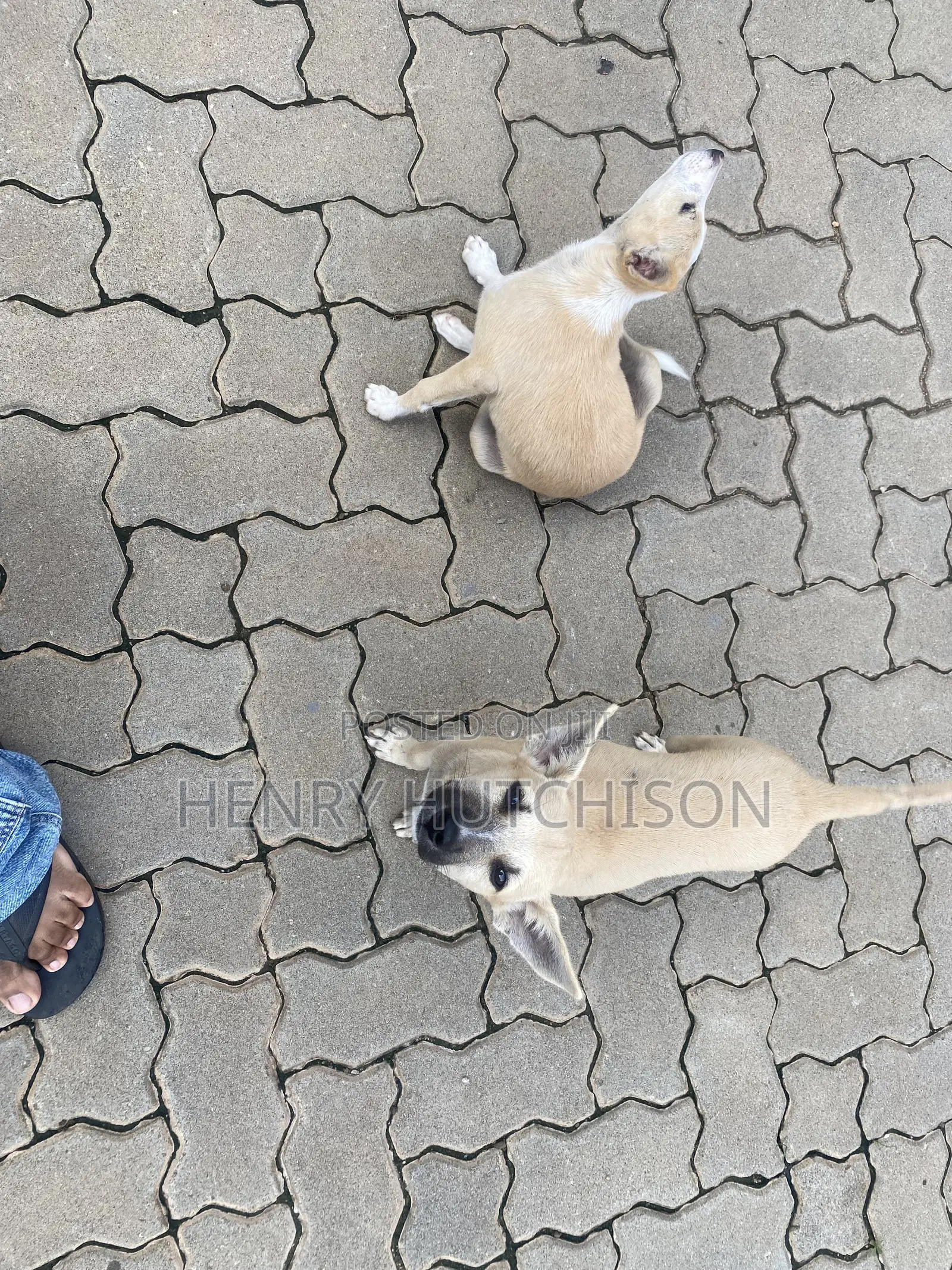 3-6 months Male Mixed Breed Dog