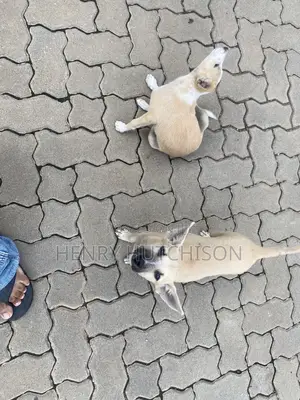 3-6 months Male Mixed Breed Dog