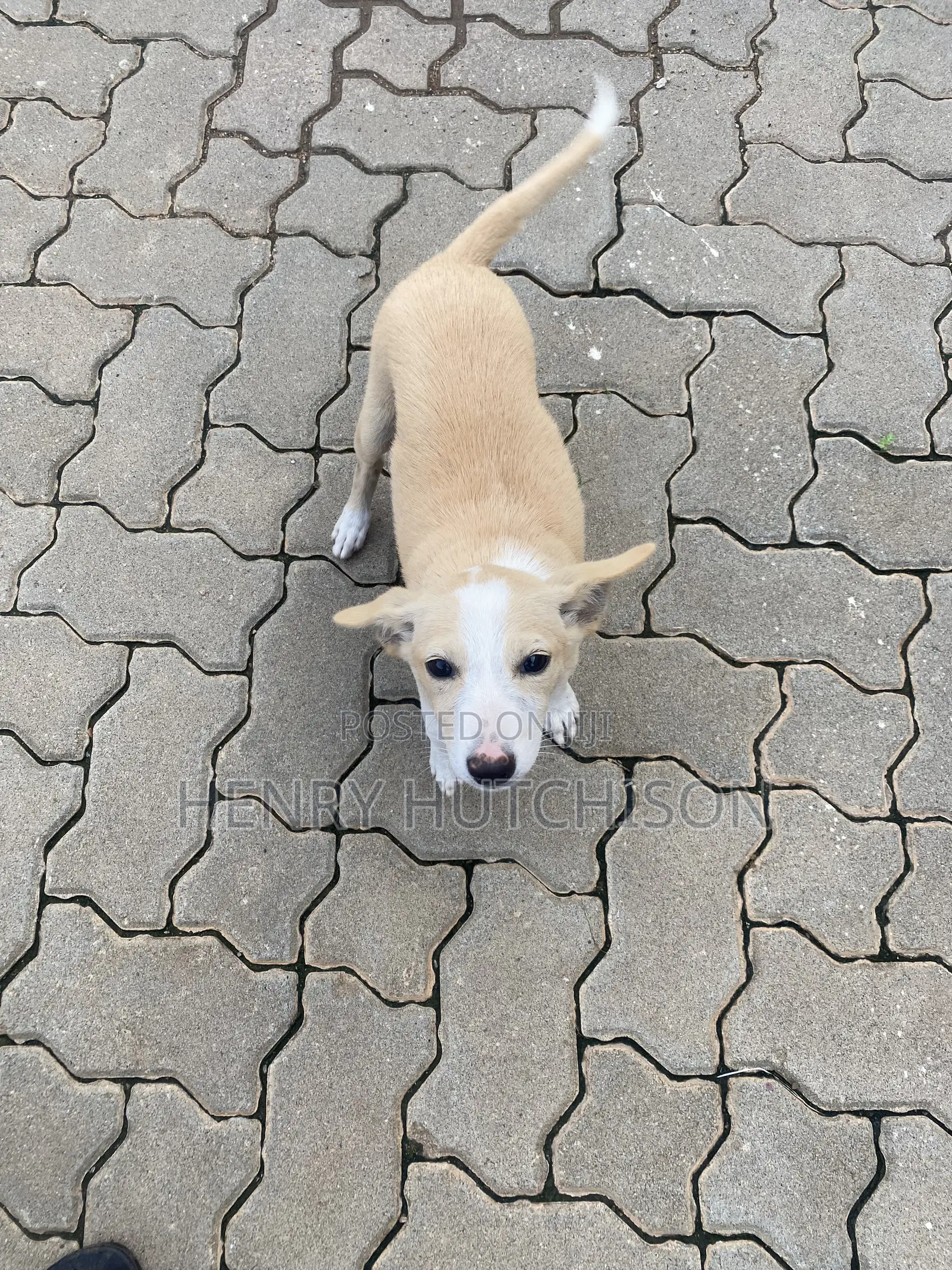 3-6 months Male Mixed Breed Dog