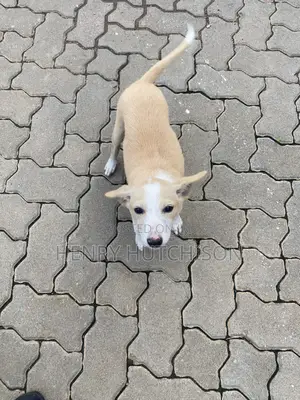 3-6 months Male Mixed Breed Dog