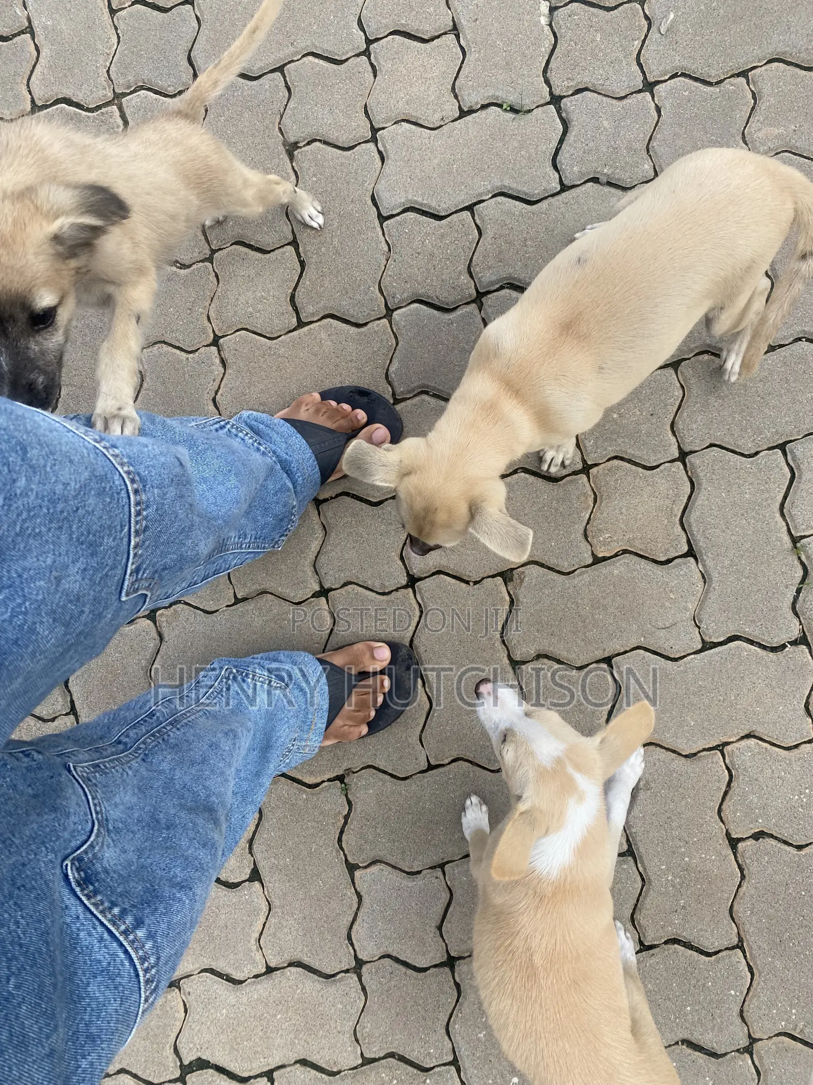 3-6 months Male Mixed Breed Dog