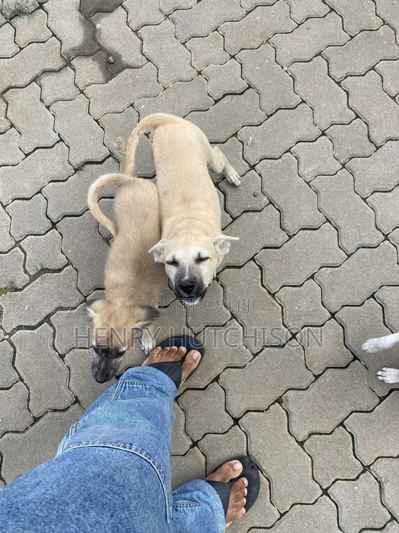 3-6 months Male Mixed Breed Dog