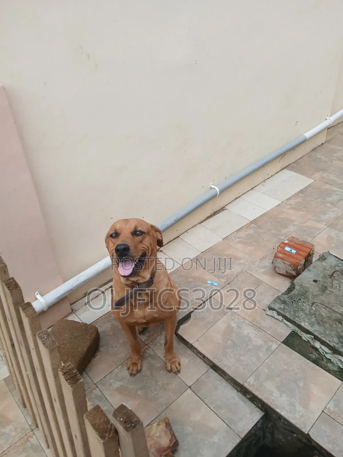 1+ year Male Purebred Boerboel