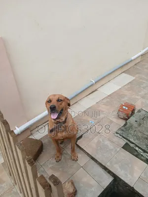 1+ year Male Purebred Boerboel