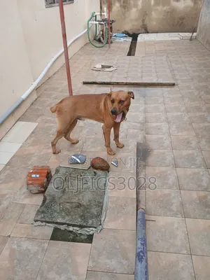 1+ year Male Purebred Boerboel