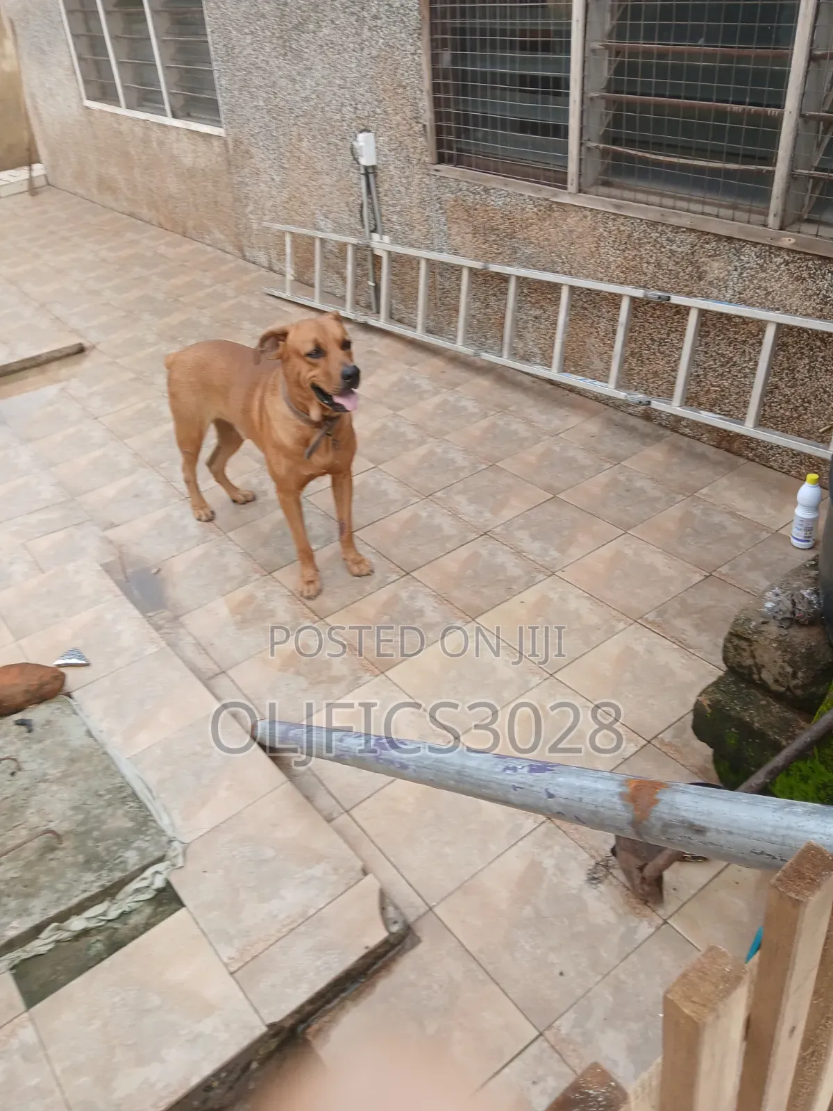 1+ year Male Purebred Boerboel