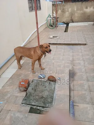 1+ year Male Purebred Boerboel