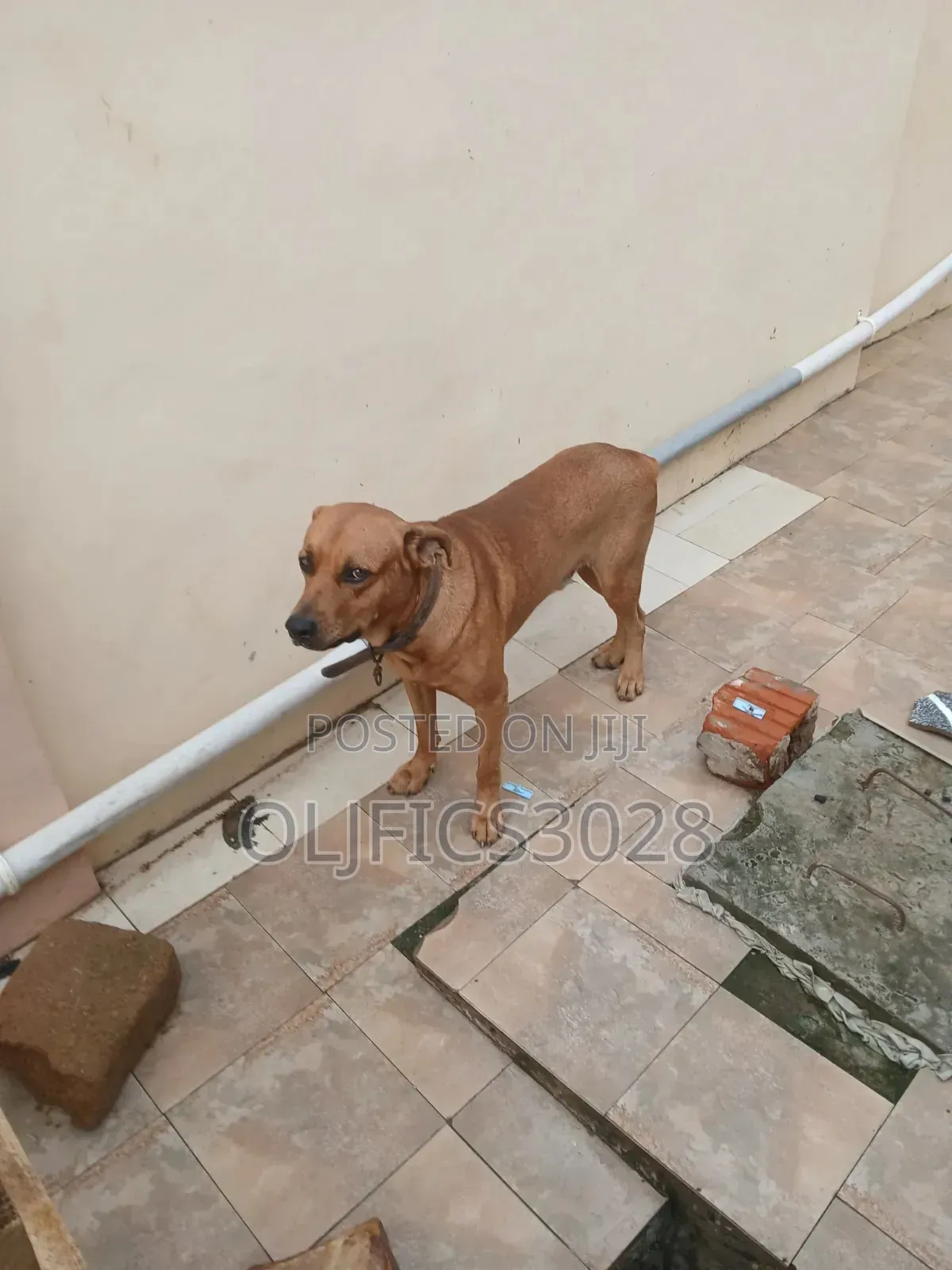 1+ year Male Purebred Boerboel