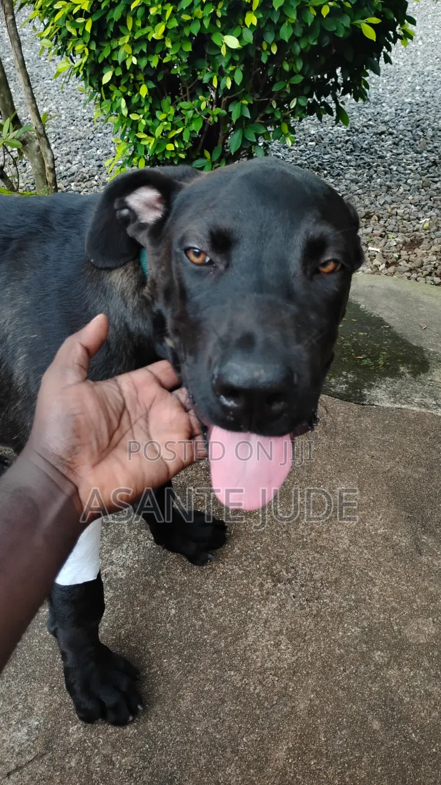 6-12 months Male Purebred Labrador Retriever