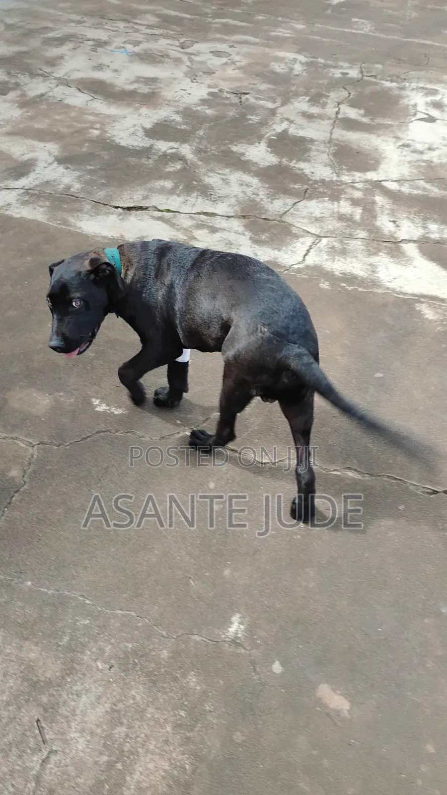 6-12 months Male Purebred Labrador Retriever