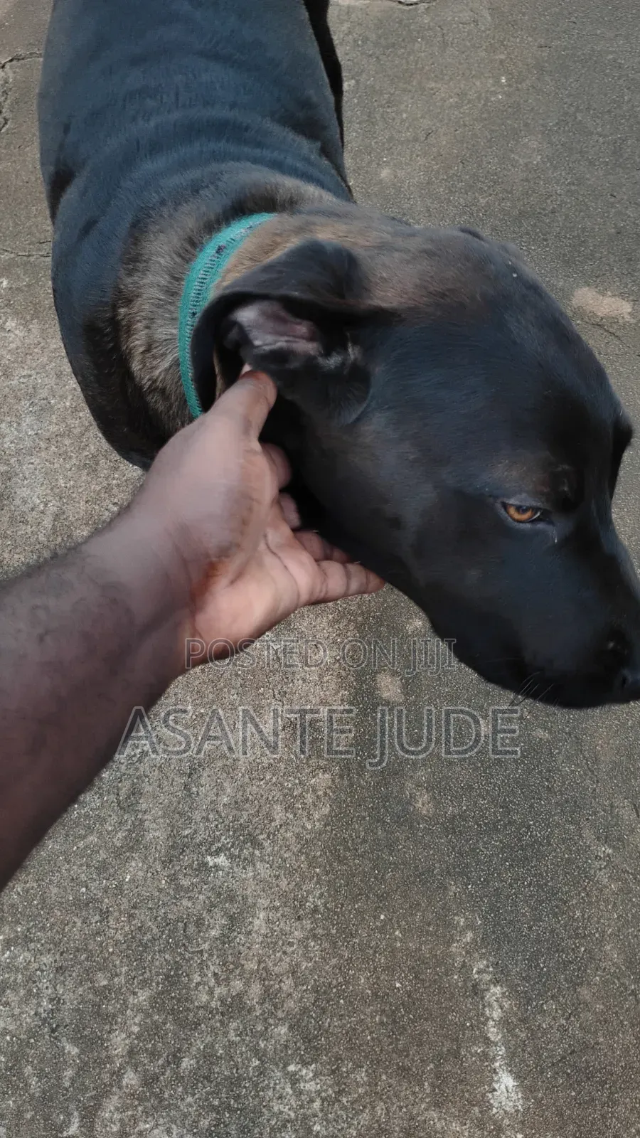 6-12 months Male Purebred Labrador Retriever