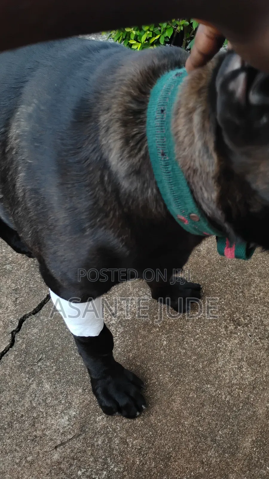 6-12 months Male Purebred Labrador Retriever