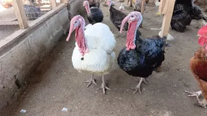 Livestock for Sale