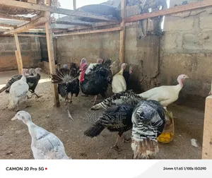 Livestock for Sale