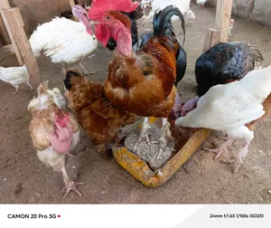 Livestock for Sale
