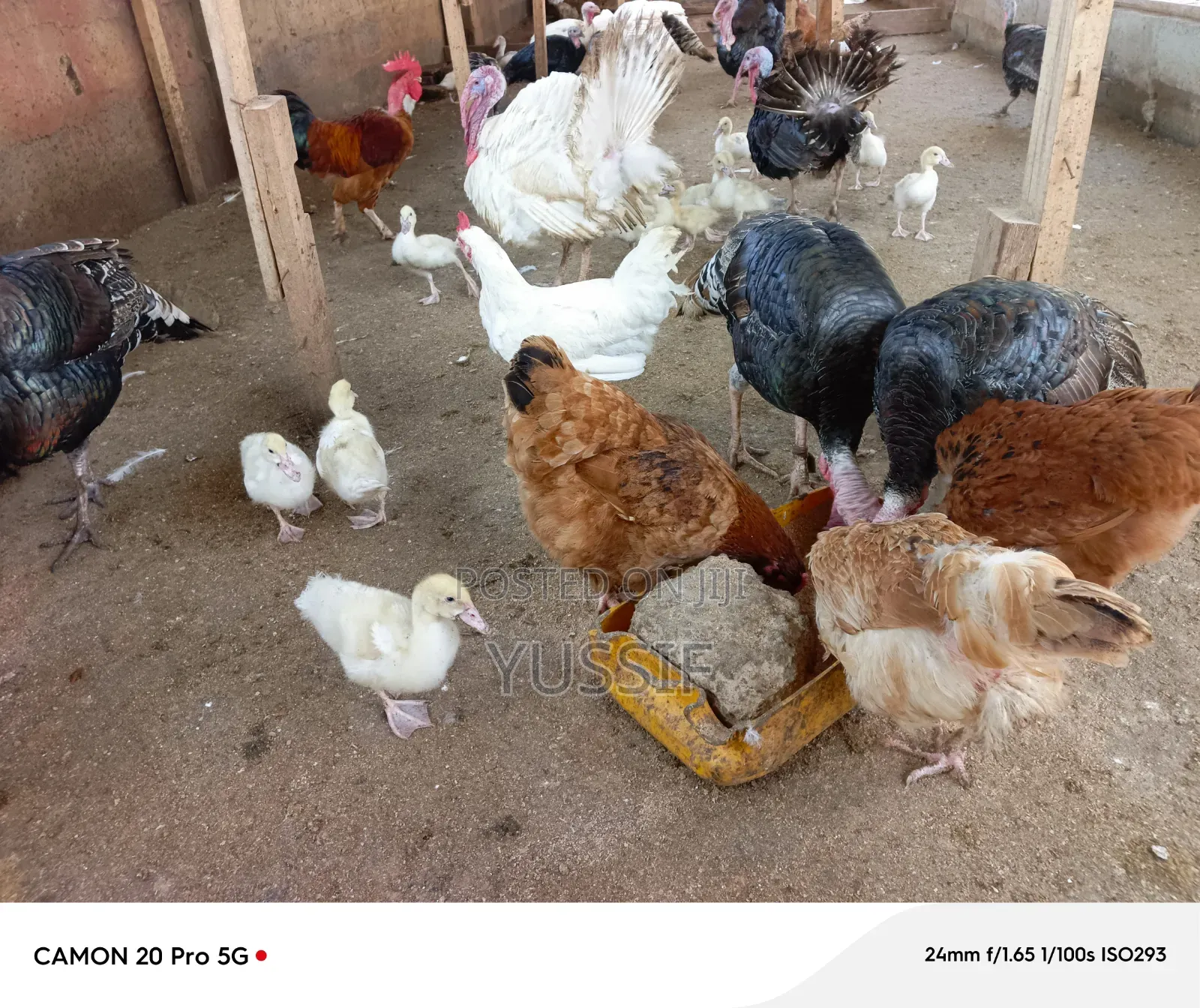 Livestock for Sale