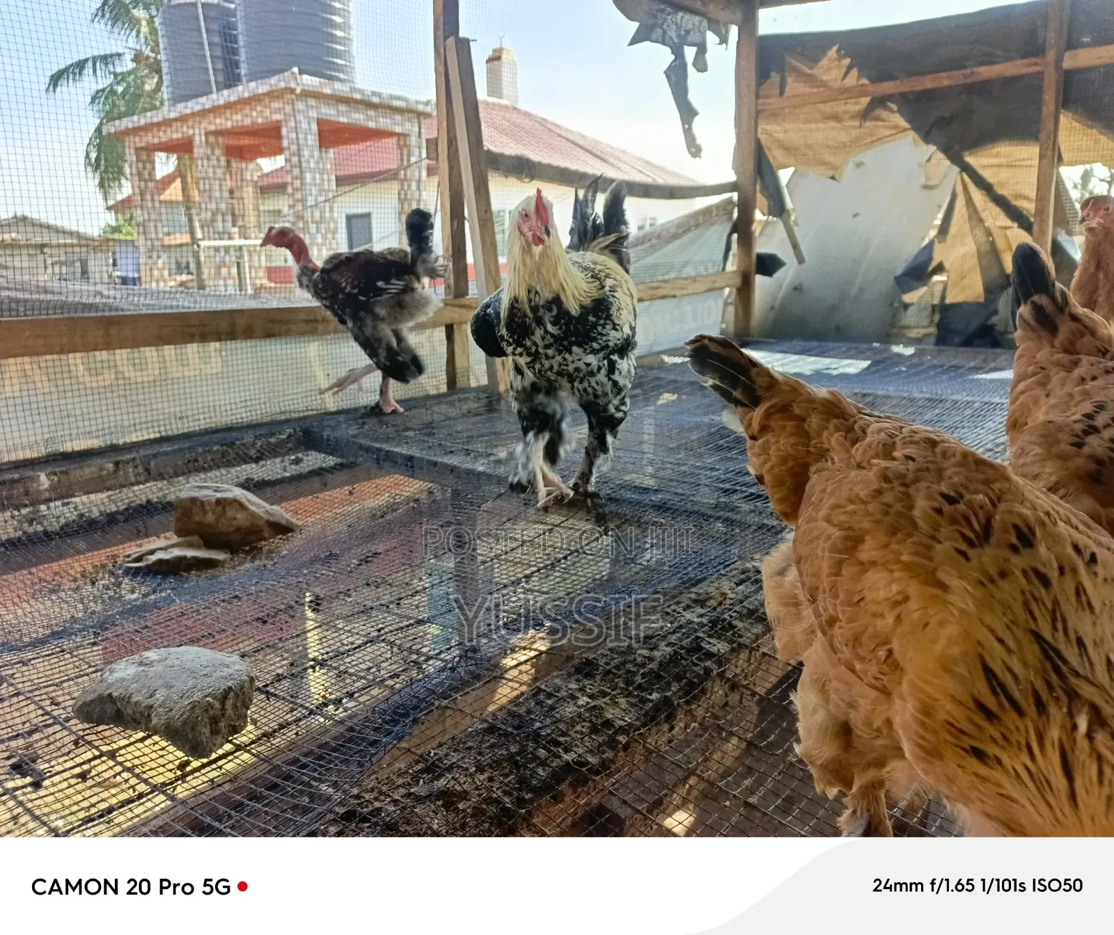 Livestock for Sale