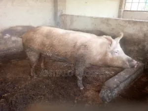 Matured Pig on Sale