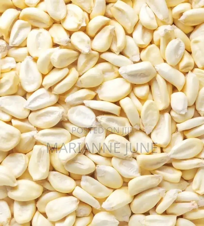 Yellow Corn