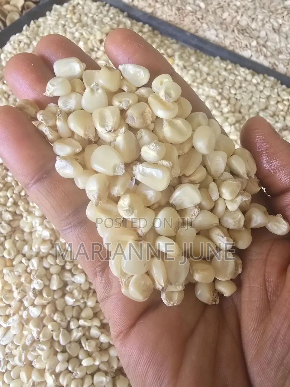 Yellow Corn