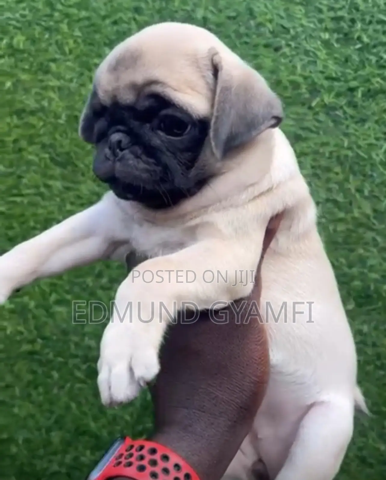 1-3 months Male Purebred Pug