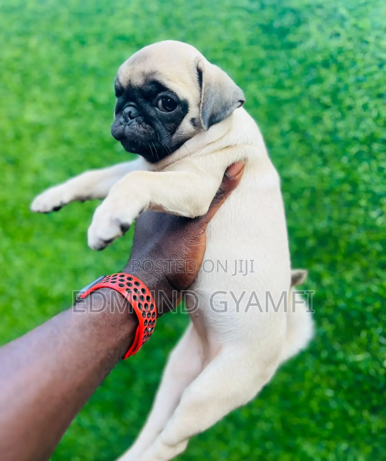 1-3 months Male Purebred Pug