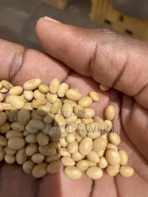 Very Neat Soya Beans for Sale