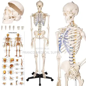 Human Skeleton (Model )