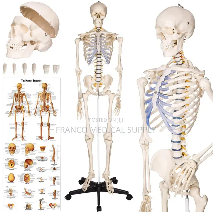 Human Skeleton (Model )