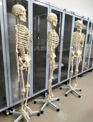 Human Skeleton (Model )