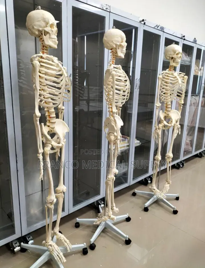 Human Skeleton (Model )