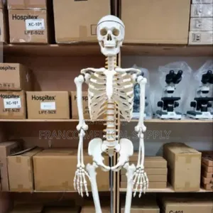Human Skeleton (Model )