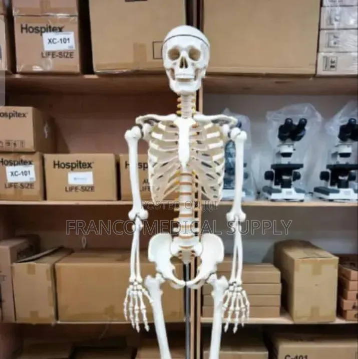 Human Skeleton (Model )