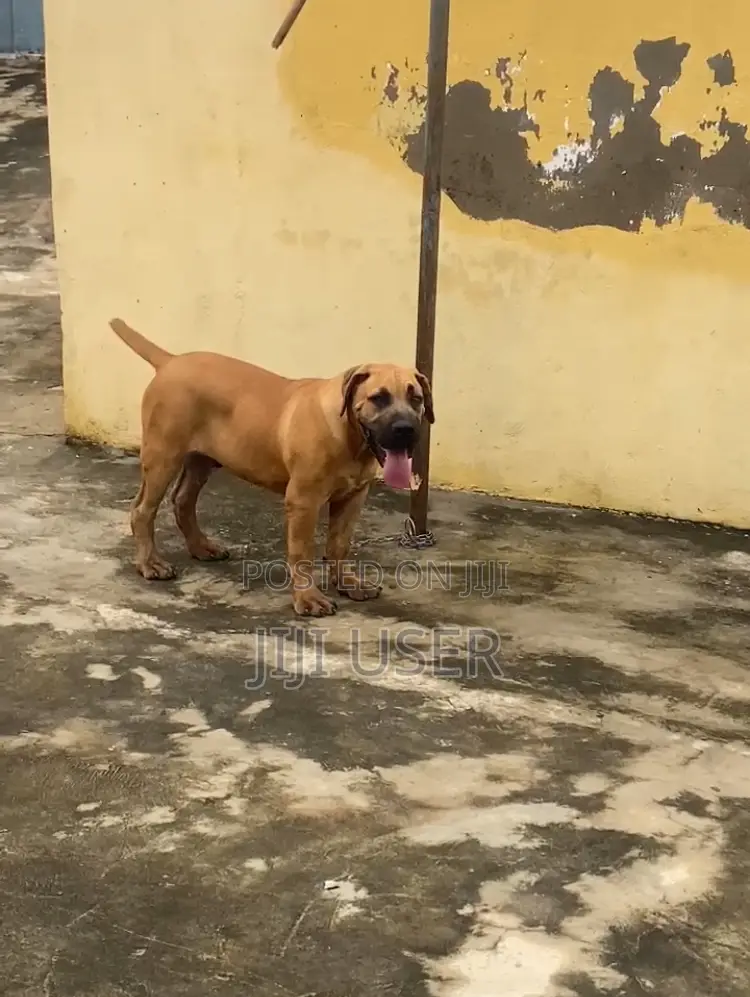 3-6 months Male Purebred Boerboel