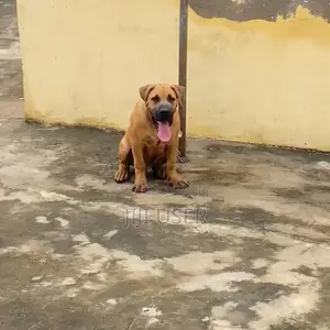 3-6 months Male Purebred Boerboel