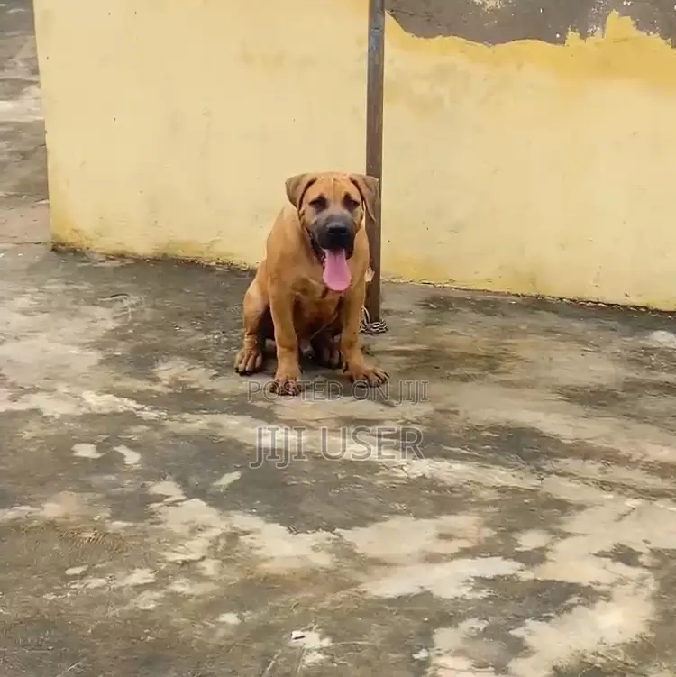 3-6 months Male Purebred Boerboel