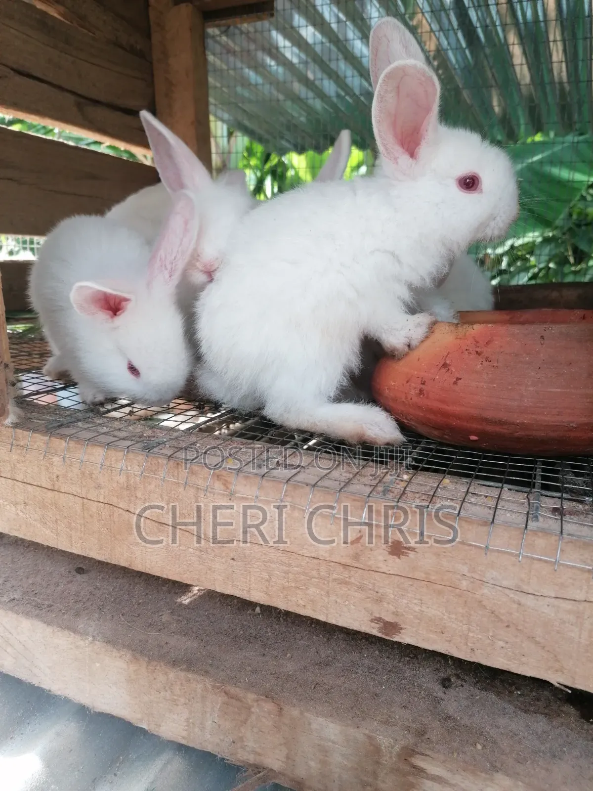 Angora and Lion Heads