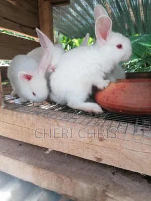 Angora and Lion Heads