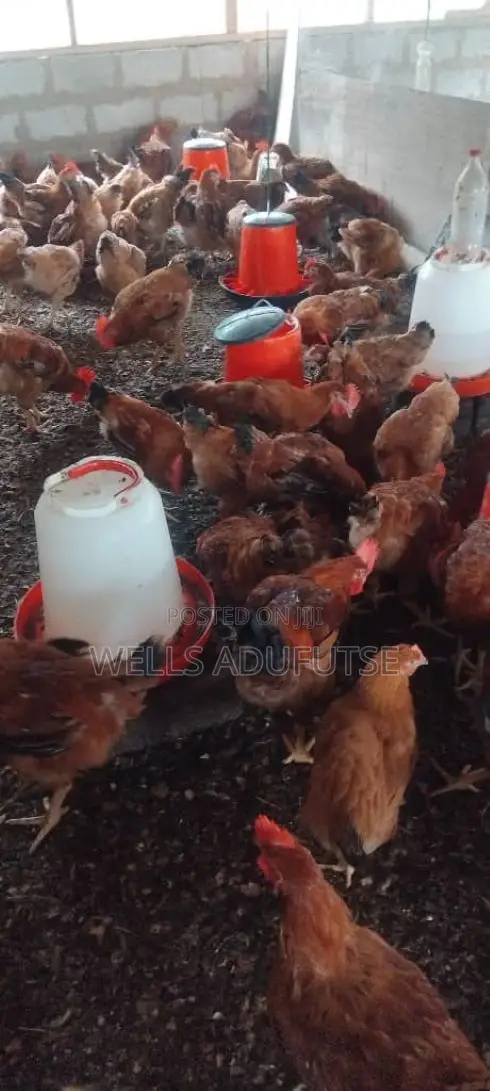 Wellvic Poultry Farm