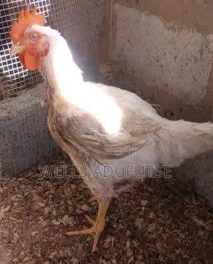 Wellvic Poultry Farm