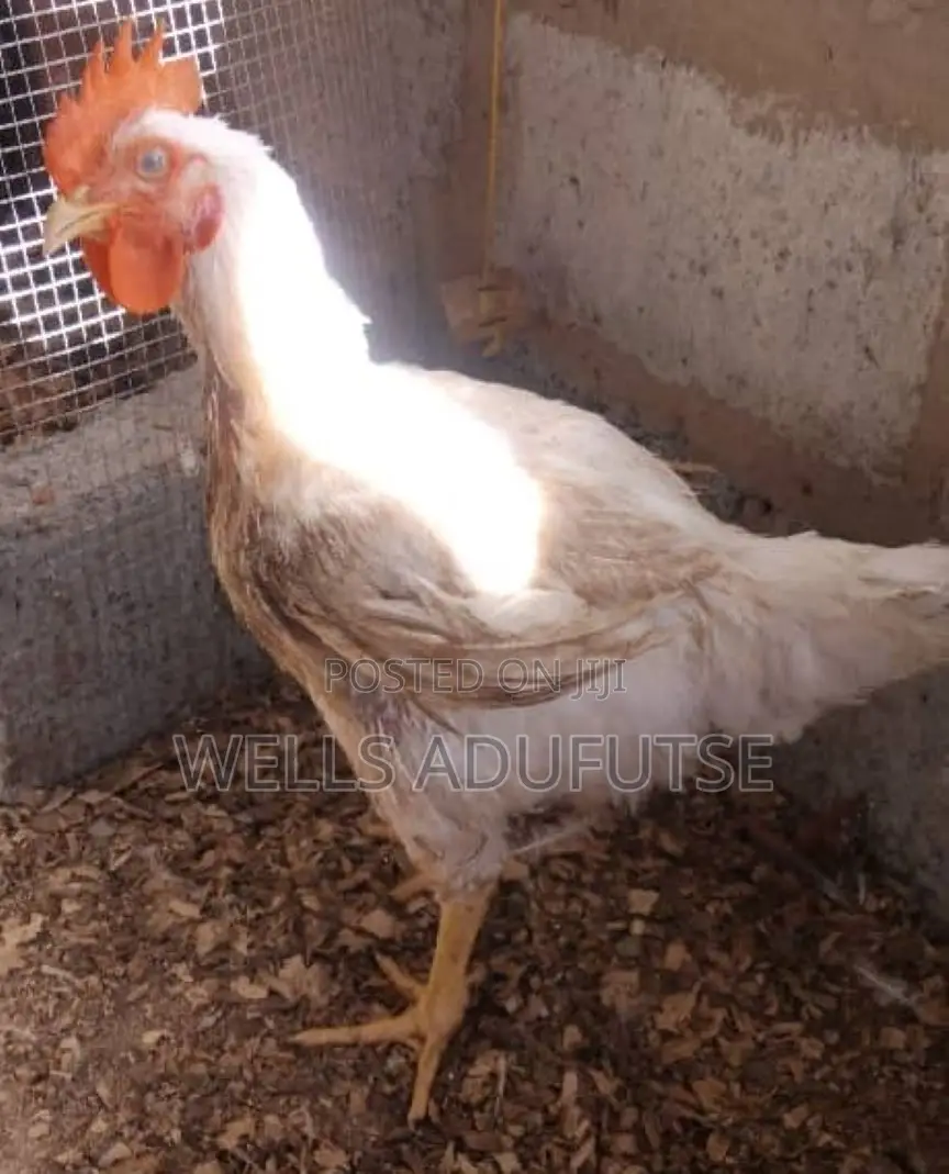 Wellvic Poultry Farm