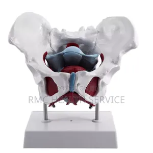 Medical Female Pelvic (Bone Pelvic Model)