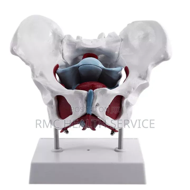 Medical Female Pelvic (Bone Pelvic Model)