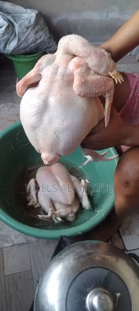 Wellvic Poultry Farm