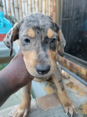 1-3 months Male Purebred Catahoula Leopard
