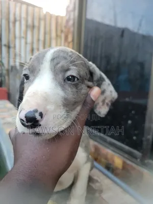 1-3 months Male Purebred Catahoula Leopard