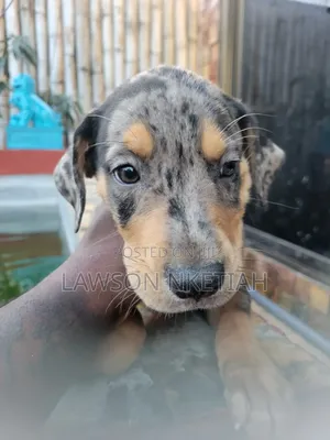 1-3 months Male Purebred Catahoula Leopard